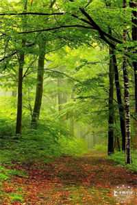 软柿子翻身，我让四合院众禽好看精品推荐