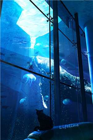 既盼光明，也判生死秦薇秦砚州无删减+无广告