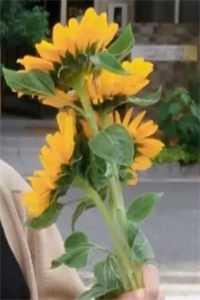 南风卷尽旧年痕贺秋顾凌霜番外